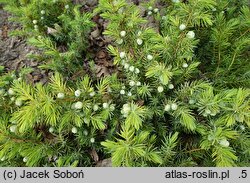 Juniperus rigida var. conferta All Gold