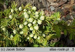 Juniperus rigida var. conferta All Gold