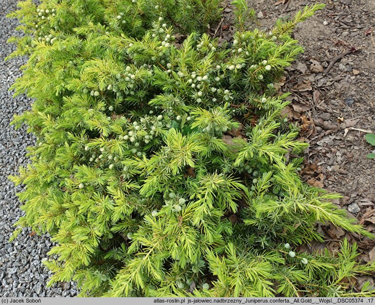Juniperus rigida var. conferta All Gold