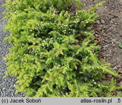 Juniperus rigida var. conferta All Gold