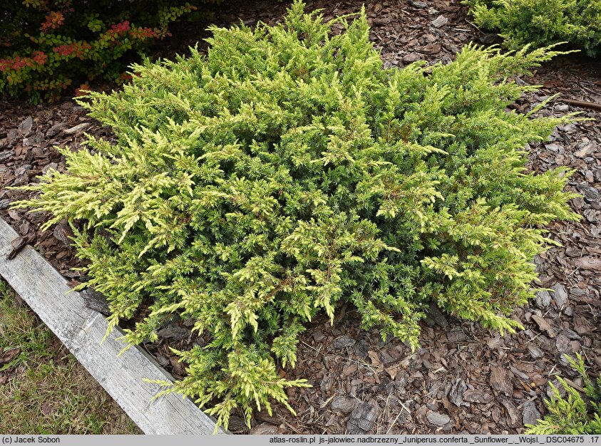 Juniperus rigida var. conferta Sunflower