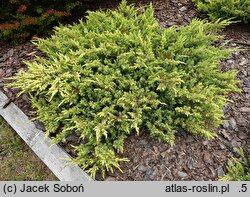 Juniperus rigida var. conferta Sunflower