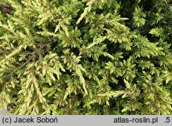 Juniperus rigida var. conferta Sunflower