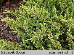 Juniperus rigida var. conferta Sunflower