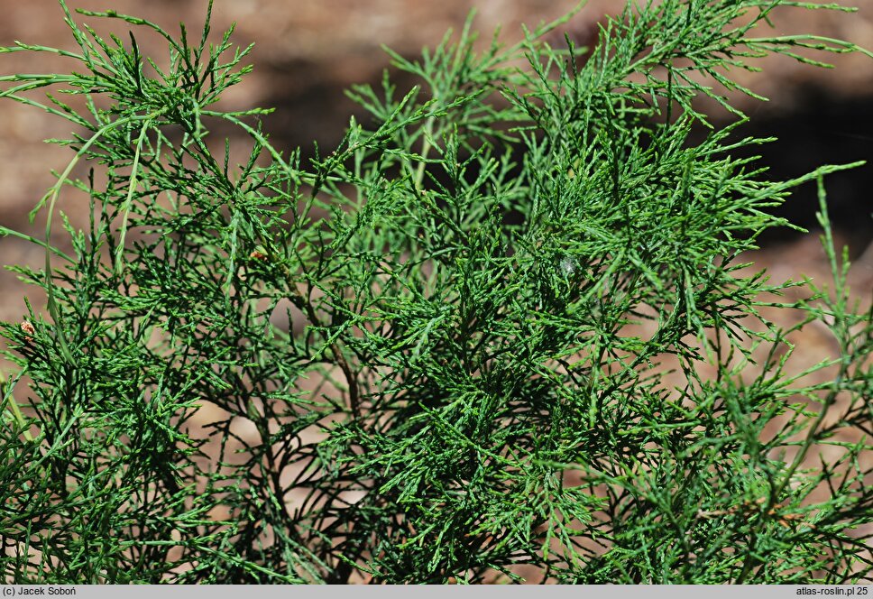 Juniperus pseudosabina (jałowiec nibysabiński)