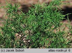 Juniperus pseudosabina (jałowiec nibysabiński)