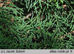 Juniperus pseudosabina (jałowiec nibysabiński)