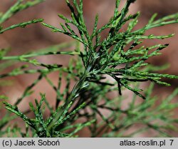 Juniperus pseudosabina (jałowiec nibysabiński)