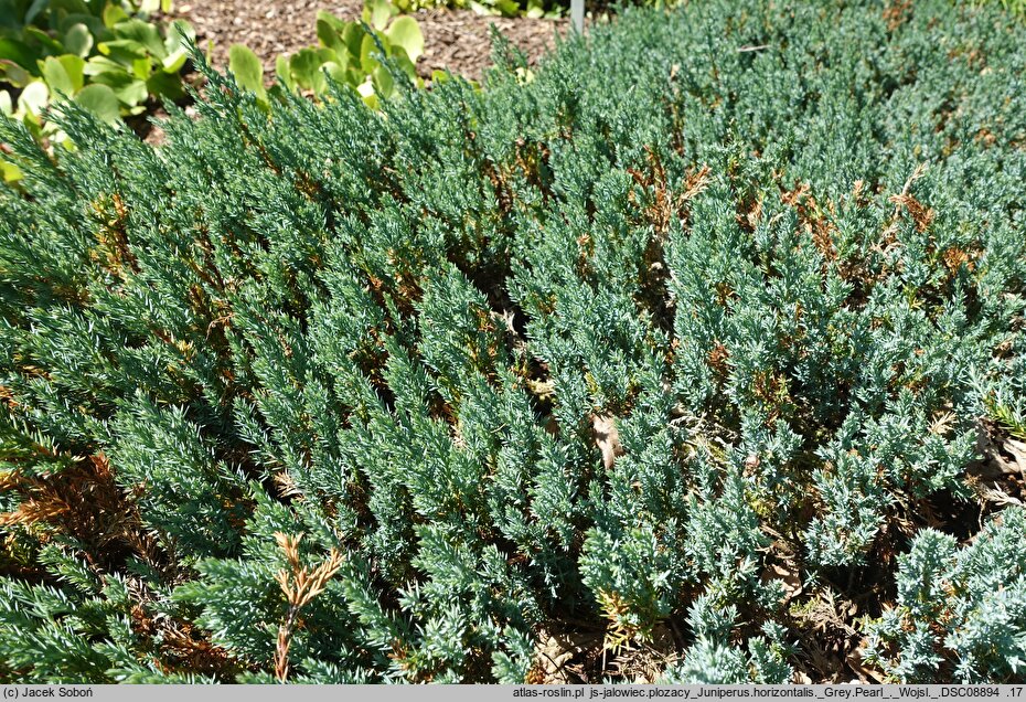 Juniperus horizontalis Grey Pearl