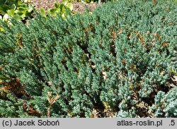 Juniperus horizontalis Grey Pearl