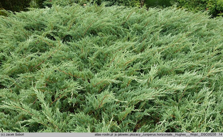 Juniperus horizontalis Hughes