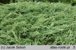 Juniperus horizontalis Hughes