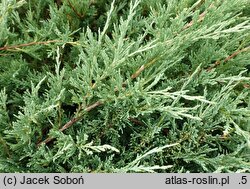 Juniperus horizontalis Hughes