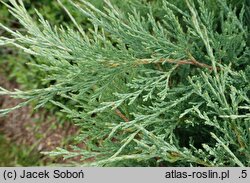 Juniperus horizontalis Hughes