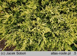 Juniperus horizontalis Limeglow