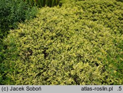 Juniperus horizontalis Limeglow