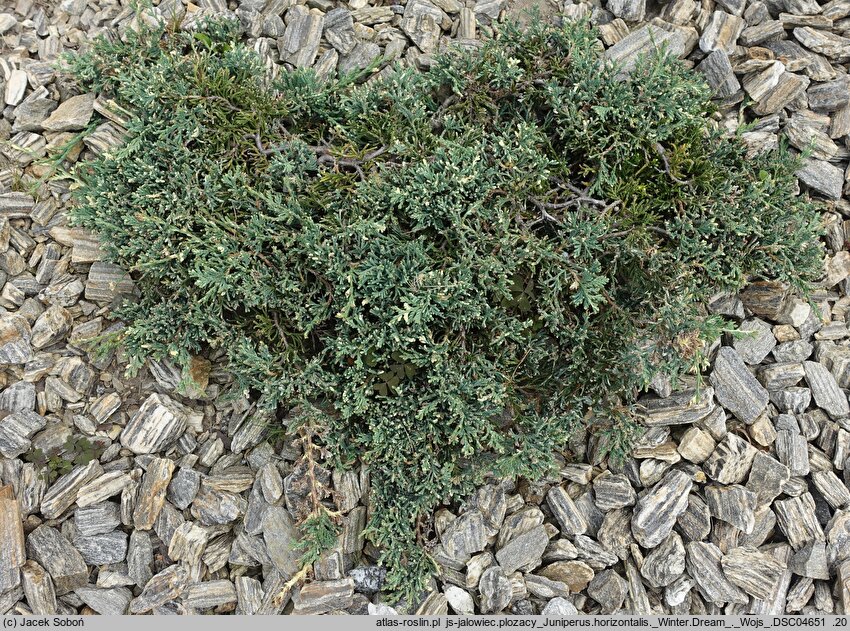 Juniperus horizontalis Winter Dream