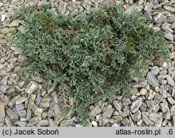 Juniperus horizontalis Winter Dream