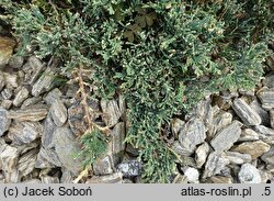 Juniperus horizontalis Winter Dream