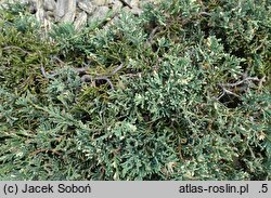 Juniperus horizontalis Winter Dream