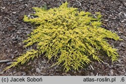 Juniperus horizontalis Yellow River