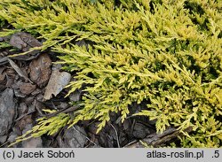 Juniperus horizontalis Yellow River