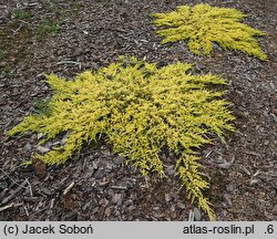 Juniperus horizontalis Yellow River
