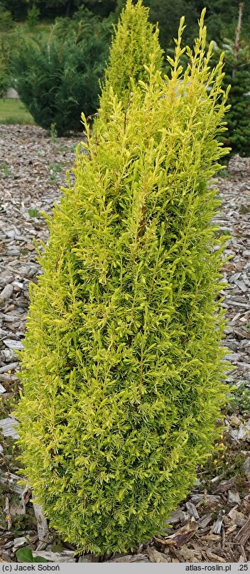 Juniperus communis Sentinel Gold