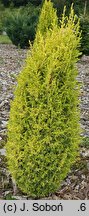 Juniperus communis Sentinel Gold
