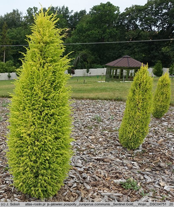 Juniperus communis Sentinel Gold