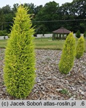 Juniperus communis Sentinel Gold