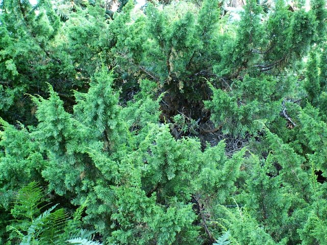 Juniperus ×pfitzeriana Pfitzeriana Aurea