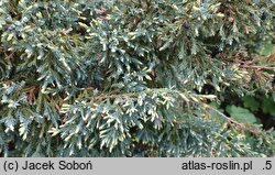 Juniperus ×pfitzeriana Mint Julep