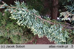 Juniperus ×pfitzeriana Mint Julep