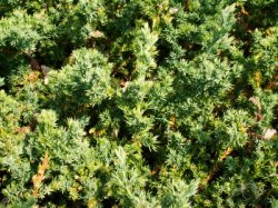 Juniperus procumbens