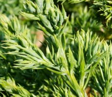 Juniperus procumbens