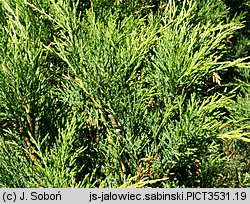 Juniperus sabina