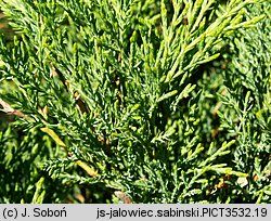 Juniperus sabina