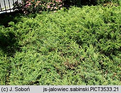 Juniperus sabina