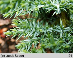 Juniperus sabina