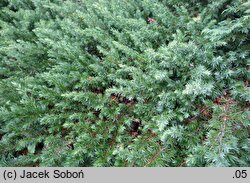 Juniperus rigida var. conferta (jałowiec nadbrzeżny)