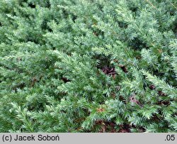 Juniperus rigida var. conferta (jałowiec nadbrzeżny)