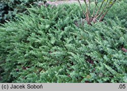 Juniperus rigida var. conferta (jałowiec nadbrzeżny)