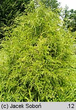 Juniperus virginiana