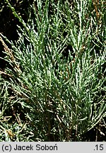 Juniperus virginiana