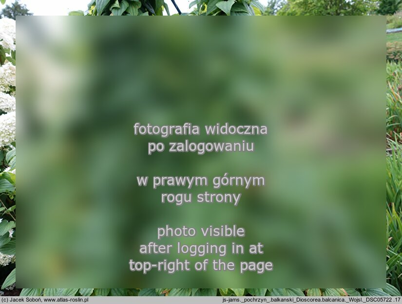 Dioscorea balcanica (pochrzyn bałkański)