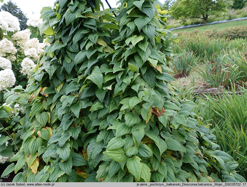 Dioscorea balcanica (pochrzyn bałkański)