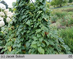 Dioscorea balcanica (pochrzyn bałkański)