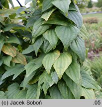 Dioscorea balcanica (pochrzyn bałkański)