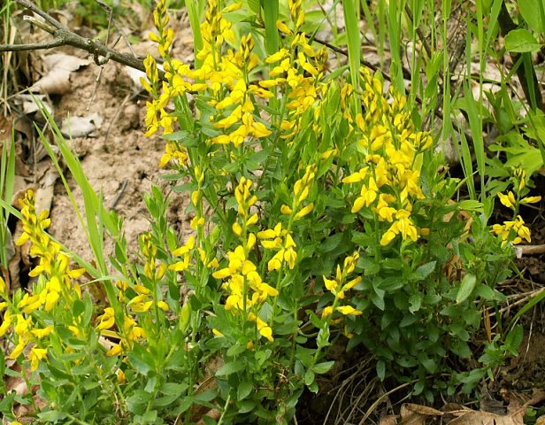 Genista germanica (janowiec ciernisty)